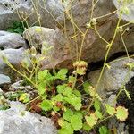 Saxifraga rotundifolia 整株植物