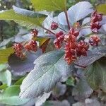 Physocarpus opulifolius Fruit