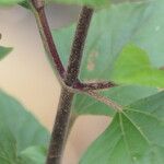 Ageratina adenophora Kôra