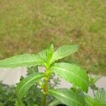 Persicaria punctata Fuelha