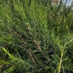 Melaleuca alternifolia Yaprak