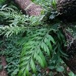 Grevillea robusta Leaf