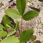 Fragaria virginiana Hoja