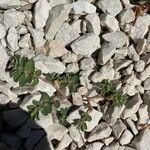 Euphorbia prostrata Ліст