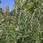 Salix exigua Yaprak