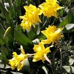 Narcissus pseudonarcissus Cvet
