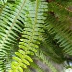 Nephrolepis cordifolia Blatt