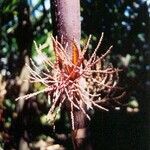 Chambeyronia divaricata Fruit