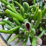 Crassula ovata পাতা