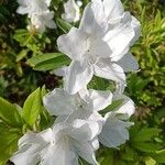 Rhododendron × pulchrum പുഷ്പം