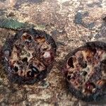 Sacoglottis gabonensis Frukto