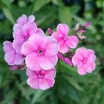 Phlox paniculataBlodyn