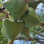 Barringtonia asiatica Fruchs