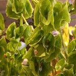 Moluccella laevis Квітка