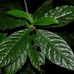 Ruellia palustris Φύλλο