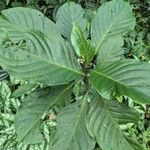 Solanum thelopodium Лист