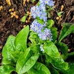 Myosotis sylvatica Fula