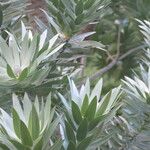 Leucadendron argenteum Leaf