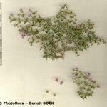 Fagonia glutinosa Otro