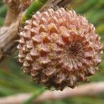 Casuarina equisetifolia Ffrwyth