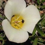 Calochortus leichtlinii Virág