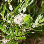 Salix repens Frucht