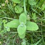 Mentha × villosa Lapas