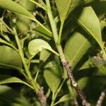 Zanthoxylum schreberi Fruit