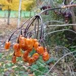 Viburnum sargentii Fruit