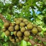 Guarea macrophylla Fruit