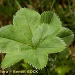 Alchemilla subglobosa Leaf
