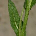 Inula helenioides Hoja