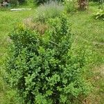 Buxus sempervirensList