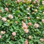 Trifolium fragiferum Yeri