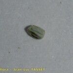 Euphorbia sulcata Fruit