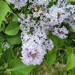 Syringa persicaÕis