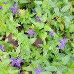 Vinca herbacea Habitus