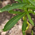 Iberis umbellata Likasa
