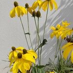 Rudbeckia nitida Flower