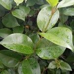 Ligustrum japonicum Blatt