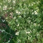 Crambe cordifolia Blüte