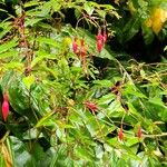 Fuchsia magellanica Kukka