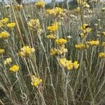 Helichrysum stoechas Кветка