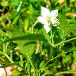 Capsicum annuum Floare