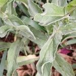 Lepidium draba Leaf