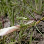 Linanthus dichotomus 整株植物