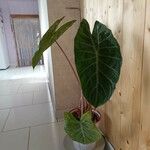 Alocasia longiloba Лист