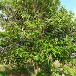 Theobroma grandiflorum Hábito