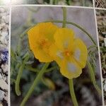 Eschscholzia hypecoides Maua