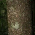 Cassipourea guianensis 樹皮
